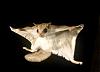 Click image for larger version. 

Name:	flying-squirrel-2.jpg 
Views:	9 
Size:	46.5 KB 
ID:	2